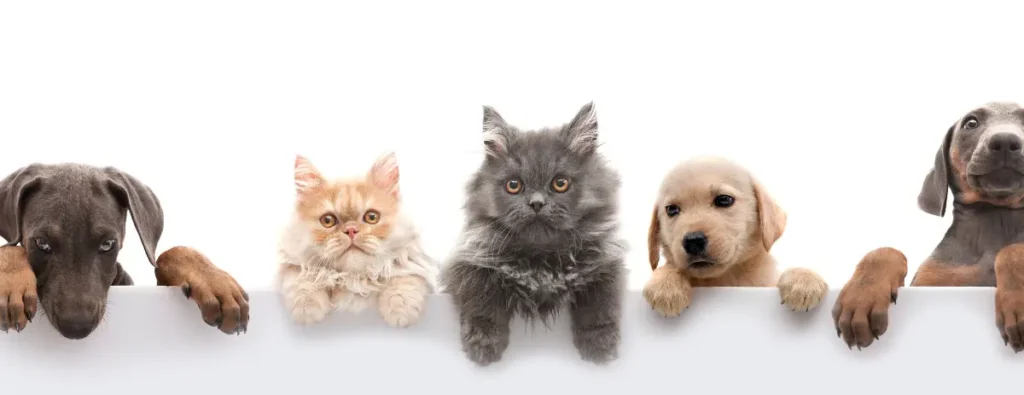 Pet Friendly